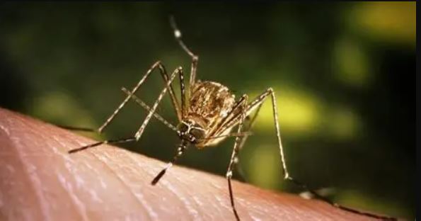 देशभर जापानिज इन्सेफ्लाइटिसको प्रकोप, ३१ जनाले ज्यान गुमाए